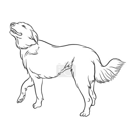Ilustración de Akbash perro raza doodle estilo vector ilustración blanco y negro - Imagen libre de derechos