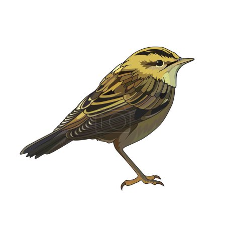 Illustration for Aquatic warbler Acrocephalus paludicola bird vector illustration clip art - Royalty Free Image