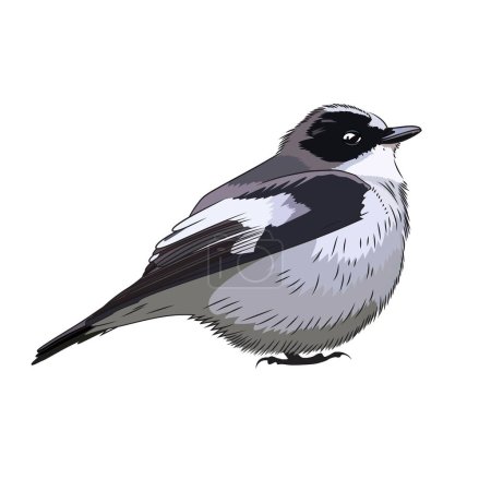 Illustration for European pied flycatcher bird vector illustration black and white red listed bird clip art - Royalty Free Image