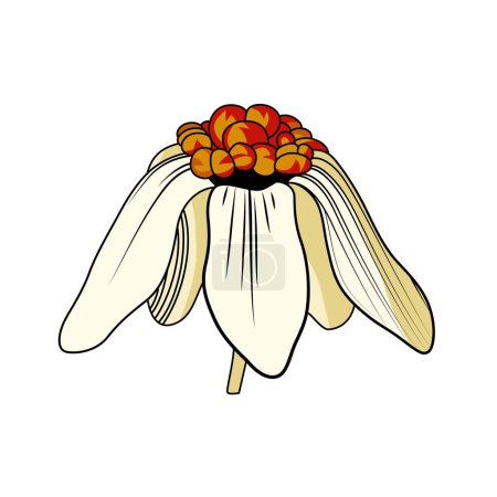 Téléchargez les illustrations : Lily fleur d'orchidée pleine fleur, art de ligne d'abscission et illustration vectorielle colorée - en licence libre de droit