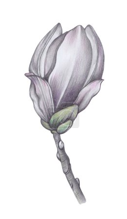 Crayon dessiné à la main Image de Magnolia. Illustration en noir et blanc de la fleur. Imprimer pour Papier et Textile. Clip Art floral sur fond blanc