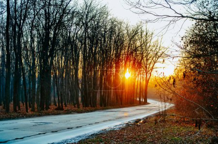 Photo for Bad road between forests with sunset light - Royalty Free Image