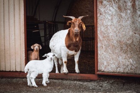 Brown and white goat family. Mother goat standing with small goat kids in front of their farmhouse.