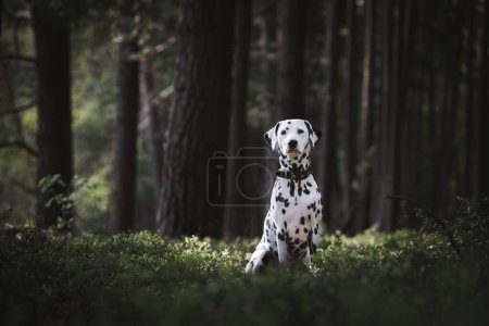 Foto de Dalmacia cachorro perro en el bosque verde - Imagen libre de derechos