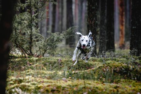 Perro dálmata corriendo en el bosque.