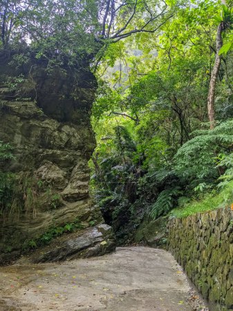 Photo for Taroko, Taiwan - 11.26.2022: Empty Shakadang Trail takes a turn at a huge rock covered by tree canopy in a mist during the pandemic before 403 earthquake - Royalty Free Image