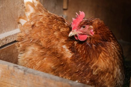 oiseau domestique de poulet assis dans le nid, agriculture, ferme, aviculture, élevage de volailles