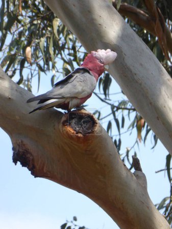 un oiseau de gala rose et gris est assis sur une branche d'arbre