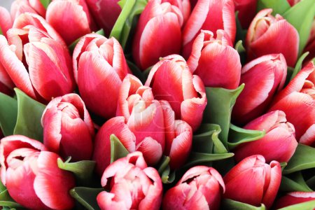 Foto de Tulipanes rojos y blancos con hojas verdes. manojo de tulipanes - Imagen libre de derechos