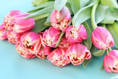 bukiet kwiatów różowe tulipany z zielonymi liśćmi na niebieskim tle