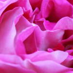 natural background texture pink rose closeup
