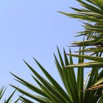 palm branches on the background of a blue clear sky