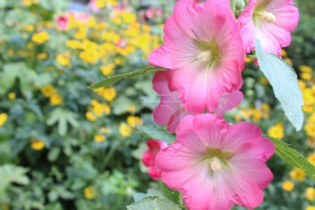 Foto de Flor de malva rosa sobre un fondo natural de flores multicolores - Imagen libre de derechos