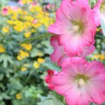pink mallow flower on a natural background of multi-colored flowers