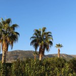 palm trees in the mountains of the island of crete