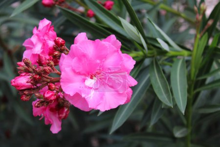 Téléchargez les photos : Rose fleurs d'laurier rose frais gros plan - en image libre de droit