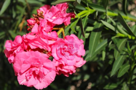 Téléchargez les photos : Fleurs de laurier rose gros plan - en image libre de droit