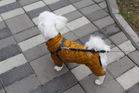Téléchargez les photos : Jack Russell terrier en salopette marron lors d'une promenade dans une rue de la ville - en image libre de droit