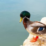 a beautiful duck in the lake