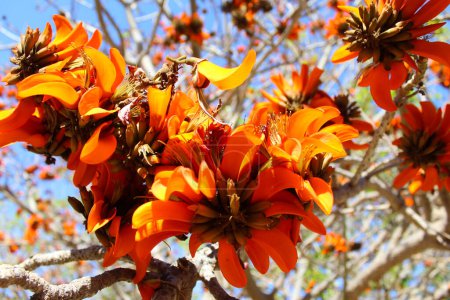 Téléchargez les photos : Close up view of the beautiful blooming orange flowers - en image libre de droit