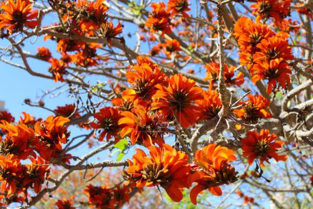 Téléchargez les photos : Close up view of the beautiful blooming orange flowers - en image libre de droit