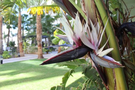 Photo for Palm leaves on the nature background, bird of paradise flower - Royalty Free Image