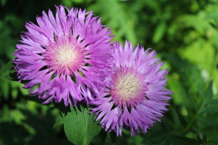 Flor de aciano-púrpura de la planta perenne resistente a las heladas Stokesia laevis