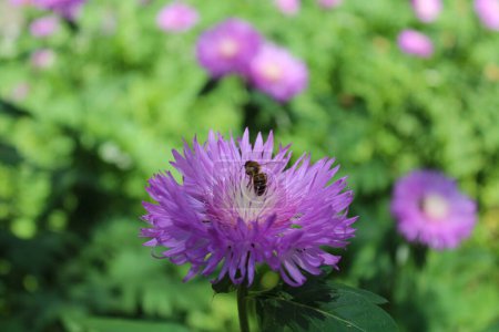  abeja en flor, flor de aciano-púrpura de la planta perenne resistente a las heladas Stokesia laevis