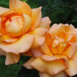 beautiful orange roses in garden