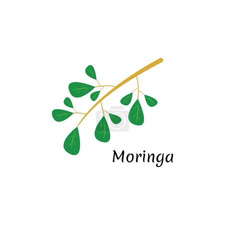 Ilustración de Icono verde natural de la hoja de Moringa aislado sobre fondo blanco. - Imagen libre de derechos