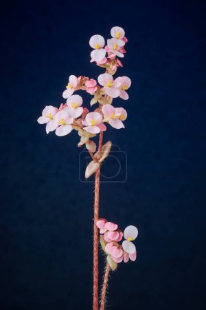 Photo for Oxalis plant flower, commonly called wood sorrel or false shamrock plant, clover like leaves and white dainty flowering plant isolated on textured dark bluish background - Royalty Free Image
