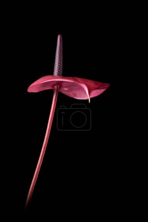 Téléchargez les photos : Vue latérale de la fleur rose vif anthurium, alias tailflower, flamant rose fleur feuille de dentelle et palette du peintre, fleur en forme de coeur et purificateur d'air isolé sur fond noir, mise au point sélective - en image libre de droit