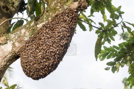 honeybee swarm, hanging on a fruit tree branch, space for text
