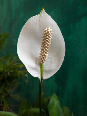 Téléchargez les photos : Fleur d'anthurium simple prise dans une faible profondeur de champ, également connu sous le nom de hayon, flamant rose et feuille de dentelle, en forme de larme, fleur de couleur blanche avec spadix dans le jardin, gros plan - en image libre de droit