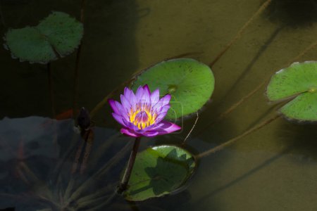 Foto de Lirio aislado de agua azul en el humedal, ninfa nouchali, hermosa planta acuática y ornamental de floración, flor del estado de sri lanka - Imagen libre de derechos