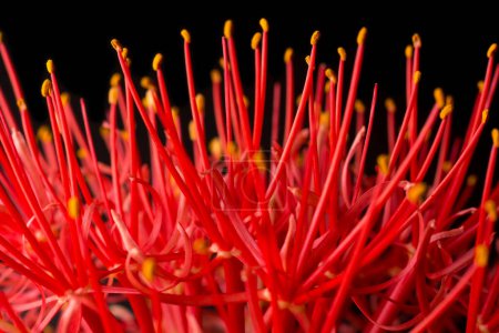 Photo for Closeup abstract of calliandra flower, commonly known as powder puff lily or blood or fireball flower, puff ball shaped, vibrant red and pink bloom taken in shallow depth of field - Royalty Free Image