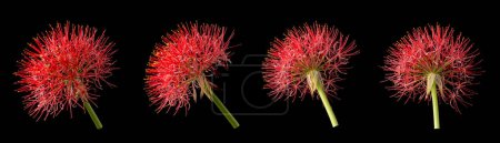 Photo for Calliandra flowers in different angles, commonly known as powder puff lily or blood or fireball flower, puff ball shaped, vibrant red and pink bloom isolated on black background, collection - Royalty Free Image