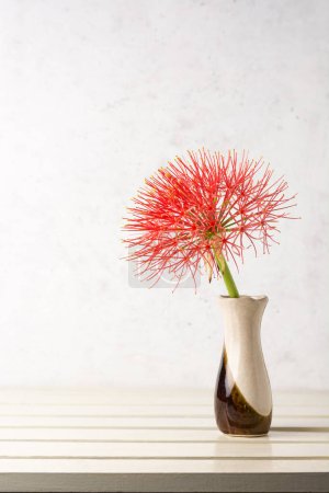 Photo for Calliandra flower in a vase, placed on white table top against white spotted backdrop, powder puff lily or blood or fireball flower, taken in shallow depth of field with space for text - Royalty Free Image