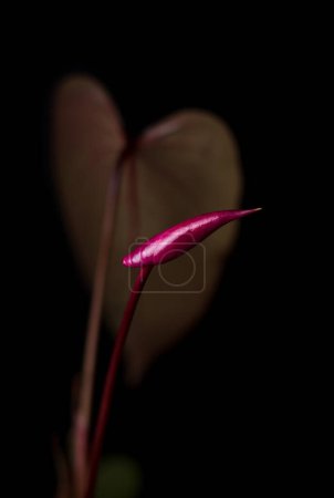 Téléchargez les photos : Bouton de fleur d'anthurium rouge foncé avec feuille, également connu sous le nom de hayon, flamant rose et feuille de dentelle, isolé sur fond noir, mise au point douce - en image libre de droit