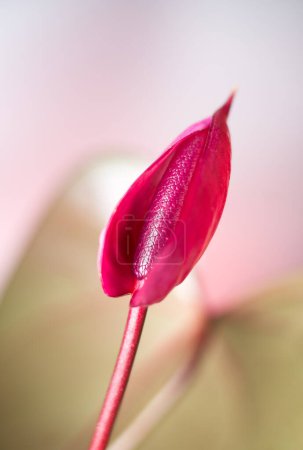 Téléchargez les photos : Fleur d'anthurium rouge foncé, également connu sous le nom de hayon, flamant rose et feuille de dentelle, fleur en forme de larme prise dans une faible profondeur de champ, fond flou - en image libre de droit