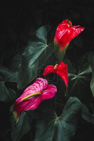 Anthurium-Blüten, auch bekannt als Steißblume, Flamingo und Spitzblatt, wachsrote und rosa Blütenpflanze auf dunklem launischen Hintergrund