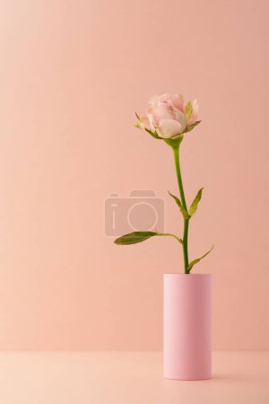 einzelne rosa Rose in einer rosa Vase, selektiver Fokus isoliert vor hellerem Hintergrund, Kopierraum