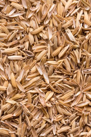 cáscara de semillas de arroz, también conocido como paja de arroz amarillo, cáscara de arroz o fondo del casco de arroz, textura, tomada de arriba, macro detalle