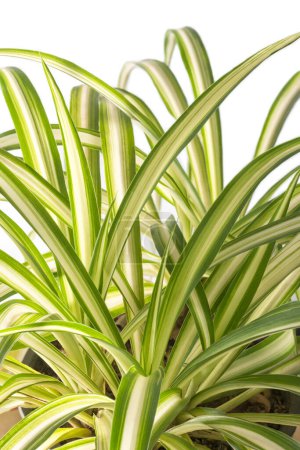 Photo for Spider plant, chlorophytum comosum, also known as spider ivy, ribbon plant, spider like look house plant closeup view on white - Royalty Free Image