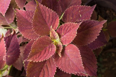 coleus, also known as solenostemon, closeup view of plant foliage in shallow depth of field, taken from above