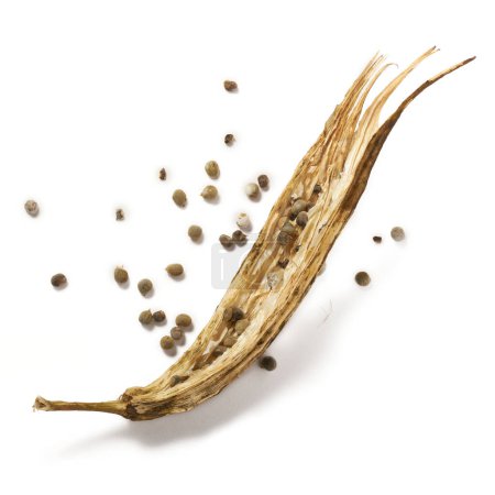 Téléchargez les photos : Récolte de graines de gombo-okra ou de gousse d'okro séchée, également connue sous le nom de doigts de femme, à l'aide de légumes secs pour récolter des graines, isolées sur fond blanc - en image libre de droit