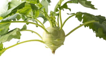 Téléchargez les photos : Chou vert frais, légume comestible et sain, gros plan avec feuilles isolées sur fond blanc - en image libre de droit