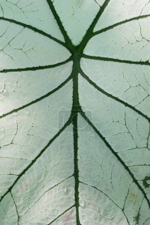 Foto de Vista de primer plano de caladio de hojas de lujo, tono de color verde y verde azulado, textura de fondo natural, fondo de pantalla para el diseño - Imagen libre de derechos