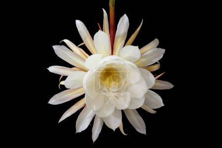 Frontansicht einer kurzlebigen, weiß gefärbten Nacht blühenden Cereus, Prinzessin der Nacht Blume. Das sind große Blumen, die nur einmal im Jahr für eine Nacht blühen.