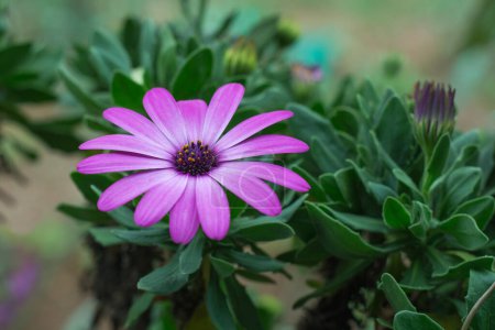 Photo for Osteospermum, pink, purple african daisy, also called blue eyed daisy or cape daisy flower, grows in cool summer climate - Royalty Free Image